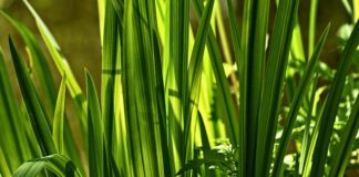 Co oznacza słowo Marta?