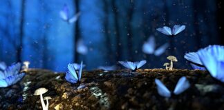 Z jakiego drewna półki?