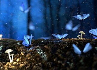 Z jakiego drewna półki?