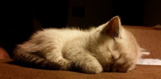 Co to znaczy Grażyna?