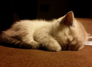 Co to znaczy Grażyna? Co to znaczy Grażyna?