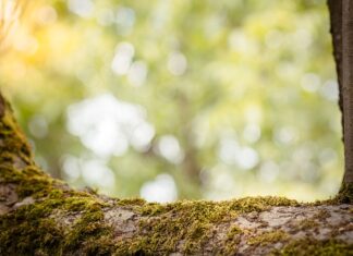 Jak sprawdzić czy mam zdolność kredytową?