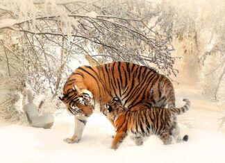 Co lepsze mat czy półmat?