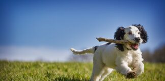 Czy można odzyskać zaliczkę za meble?