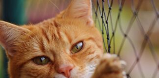 Ile to netto 5000 brutto?