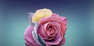 Czym się różni połysk od matu?