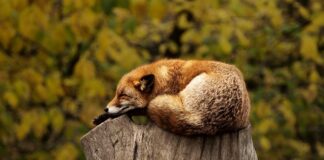 Czy przyjdzie mandat za przejechanie na czerwonym świetle?