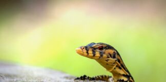 Jak monitorować samochód na parkingu?