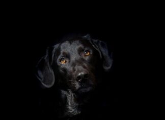 Jak długo może stać hybryda bez odpalania? Jak długo może stać hybryda bez odpalania?