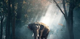 Czy w Polsce można spotkać dzikie konie?