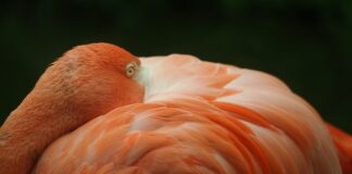 Która klemę odłączyć żeby zresetować?