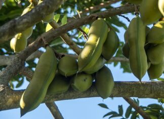 Kiedy Austral w Polsce?