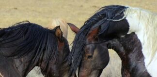 Czy Mustangi jeszcze żyją?