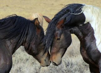 Czy Mustangi jeszcze żyją?
