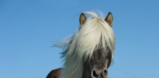 Ile koni ma Chevrolet Aveo?