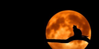 Ile kosztuje domowa stacja ładowania samochodów elektrycznych?