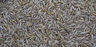 Kto produkuje Chevroleta Aveo?