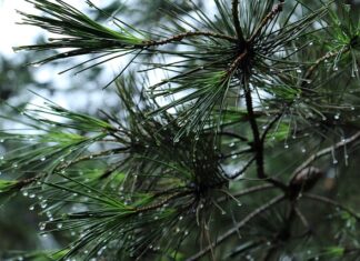 Jaki bagażnik ma Nissan Juke?