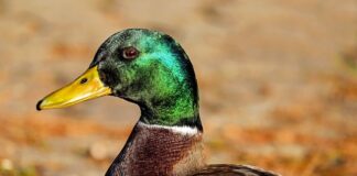 Ile może wystawać z busa?